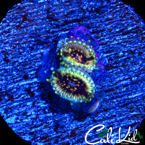 CK HELLRAZOR ZOA DOUBLE