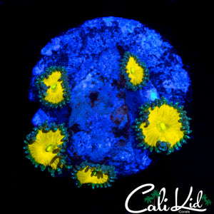 CK SOLAR DEITY ZOA MINI COLONY