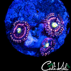 PINK RING PALY TRIPLE