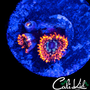 UTTER PEACE ZOA TRIPLE