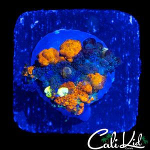 CK UNRELEASED BOUNCE MUSHROOM