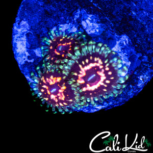 CK ULTIMATE PINK SPACE MONSTER ZOA TRIPLE