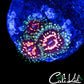 shopify auction