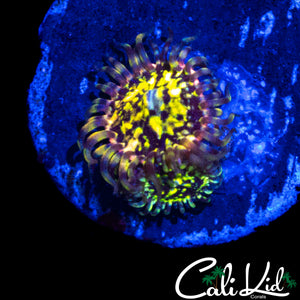 CK ACID TRIP ZOA DOUBLE
