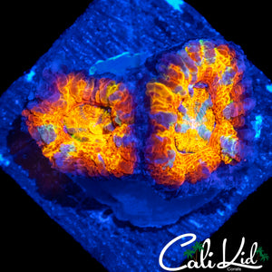 CK RAINBOW KUSH ACAN DOUBLE