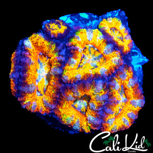 CK RAINBOW KUSH ACAN MINI COLONY