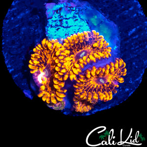 FLAMIN MOHICAN ZOA MINI COLONY