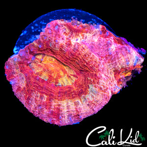 CK BELLINI BOWER TRIPLE