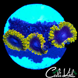 MESOSPHERE ZOA TRIPLE