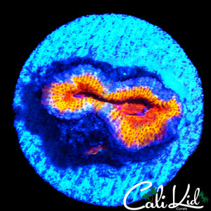 MYSTERY RAINBOW ACAN