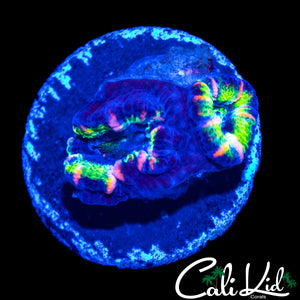 MYSTERY ACAN TRIPLE