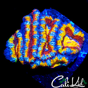 CK JOHNNY RED'S RAINBOW ACAN MINI COLONY