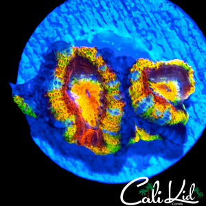 CK JOHNNY RED'S RAINBOW ACAN QUAD