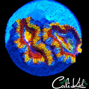 CK JOHNNY RED'S RAINBOW ACAN DOUBLE