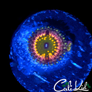 CK MONSTER'S INC ZOA DOUBLE