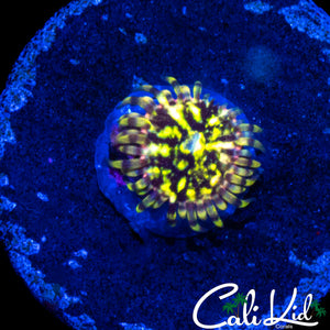 CK ACID TRIP ZOA