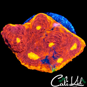 SPLATTER RAINBOW CHALICE CHUNK