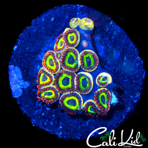 FRUIT LOOPS ZOA MINI COLONY