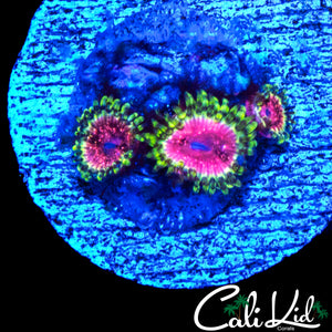STRAWBERRY WINE ZOA TRIPLE