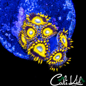 BULLS EYE ZOA MINI COLONY