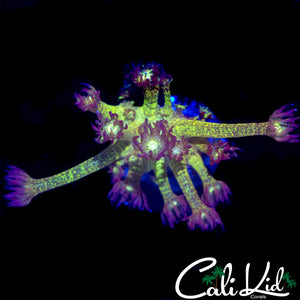 AQUACULTURED GLITTER BOMB GONI