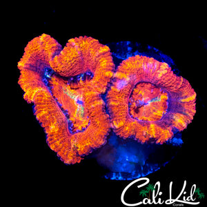 ULTRA RAINBOW ACAN LORD DOUBLE