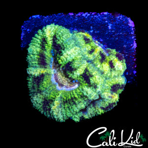 ARMY FATIGUE ACAN TRIPLE