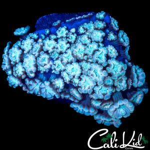 PASTEL RAINBOW ALVEOPORA