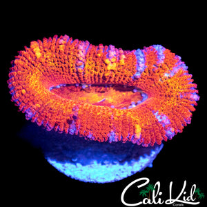RAINBOW SLICE ACAN LORD