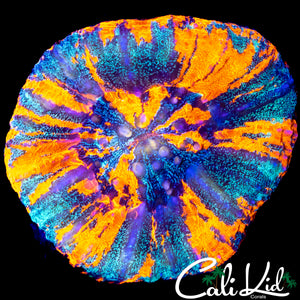 SPECKLED SUPERMAN SCOLY