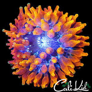 CC SUPERNOVA NEM (OG LINEAGE)