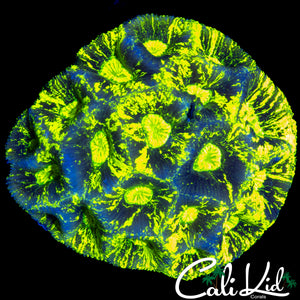 BLINDING SPLATTER GONIASTREA COLONY