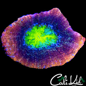 CK RAINBOW BOWERBANKI