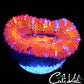 shopify auction