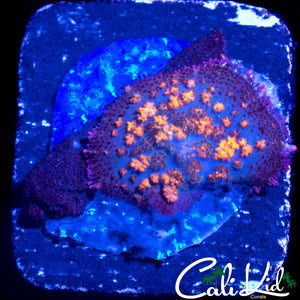 AQUACULTURED MYSTERY BOUNCE SHROOM