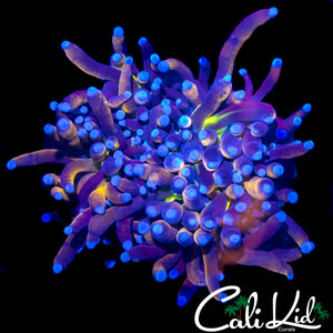 CK AQUACULTURED UNRELEASED TORCH