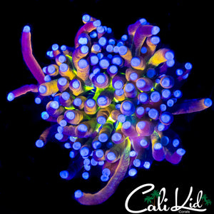CK AQUACULTURED UNRELEASED TORCH