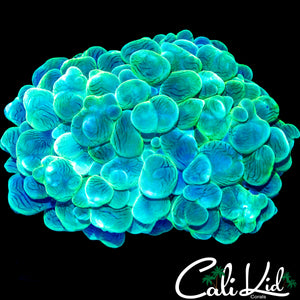 JOLLY GREEN GIANT BUBBLE CORAL