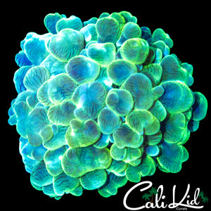 JOLLY GREEN GIANT BUBBLE CORAL
