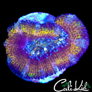 RAINBOW QUILT ACAN LORD