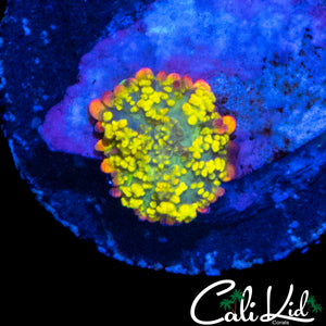 BABY RAINBOW RHODACTIS (SUPER BRIGHT)