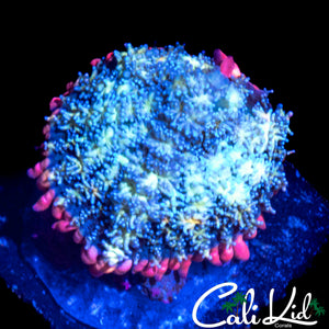 FRANKENSTEIN TYPE BOUNCE MUSHROOM
