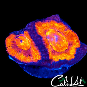 RAINBOW SWIRL ACAN DOUBLE