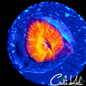 MYSTERY ACAN