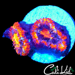 CK UNRELEASED ACAN DOUBLE