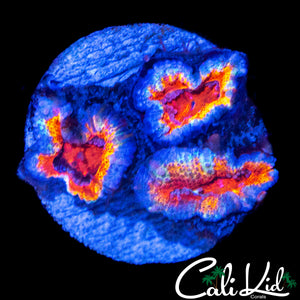 PATCHWORK TYPE ACAN TRIPLE