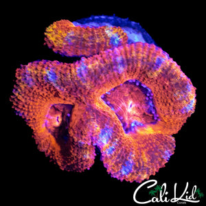 MONSTER RAINBOW ACAN DOUBLE