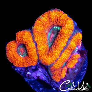 RARE ASIAN ACAN TRIPLE