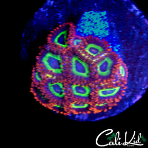 FRUIT LOOPS ZOA MINI COLONY