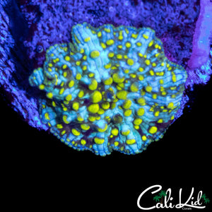 YELLOW SPOTTED DISCO MUSHROOM